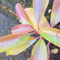 Photinia davidiana 'Dwarf Ness'